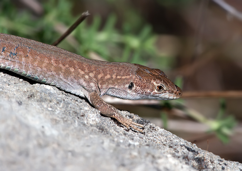 Podarcis sicula ?